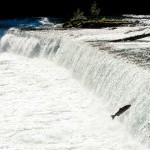 Meziadin Fish Ladder