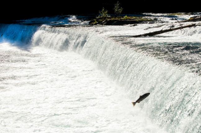 Meziadin Fish Ladder