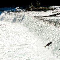 Meziadin Fish Ladder