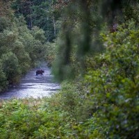 Fish Creek Wildlife Observation Site