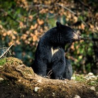 Fish Creek Wildlife Observation Site